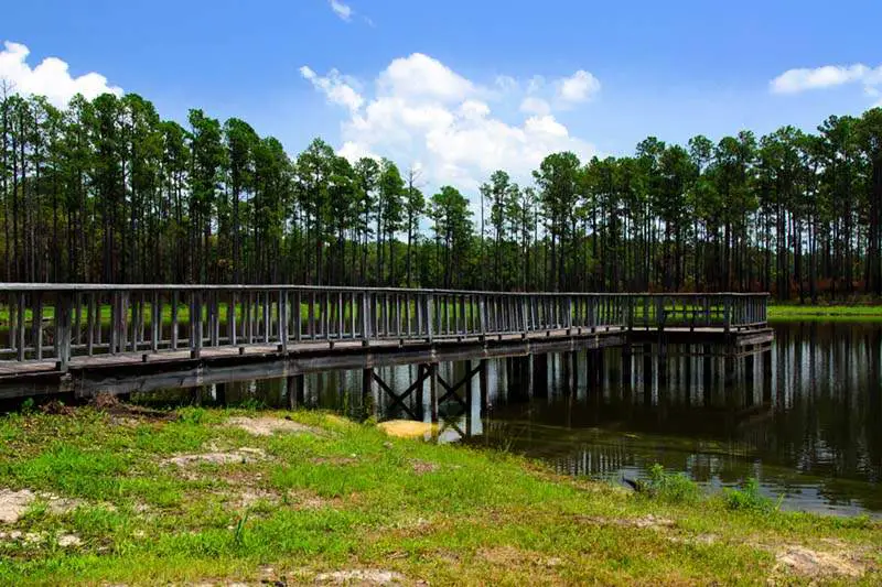 Conecuh National Forest