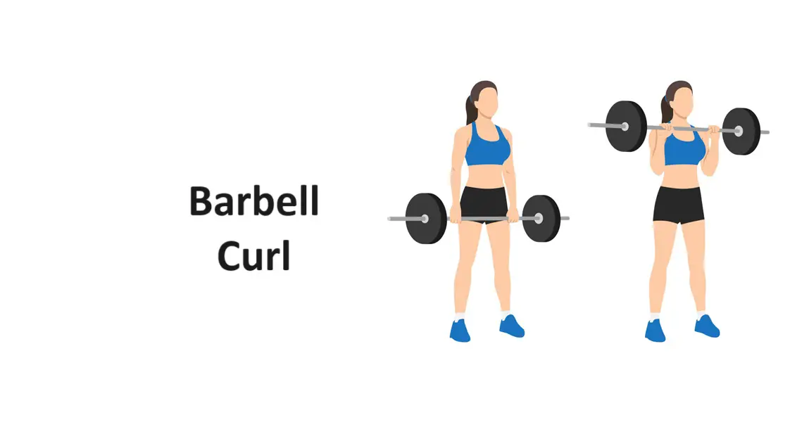 Barbell Curl: Technique, Benefits, Variations, and More Explained