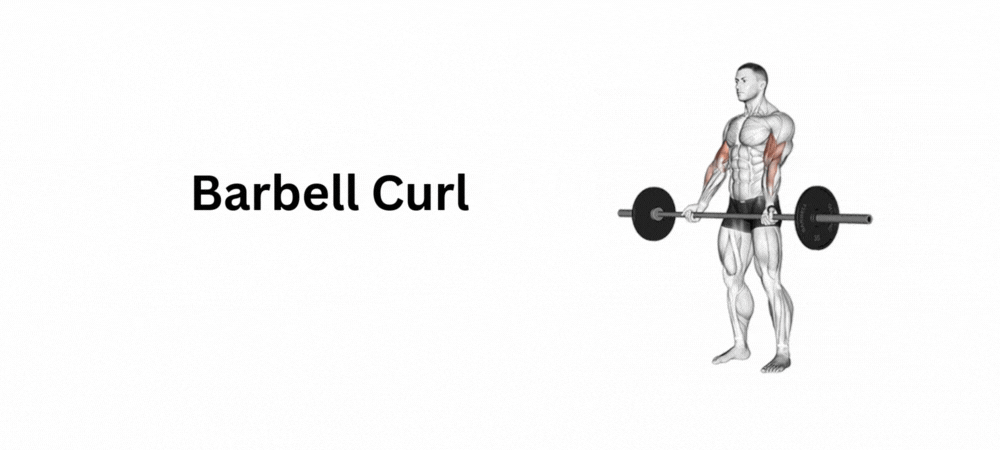 Barbell Curl