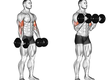 Dumbbell Bicep Curl