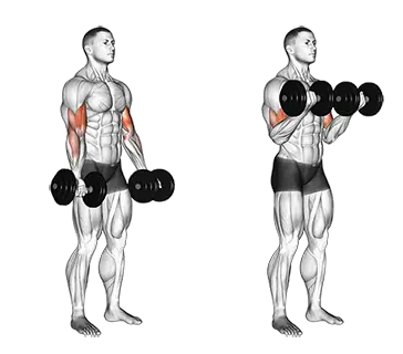 Dumbbell Bicep Curl