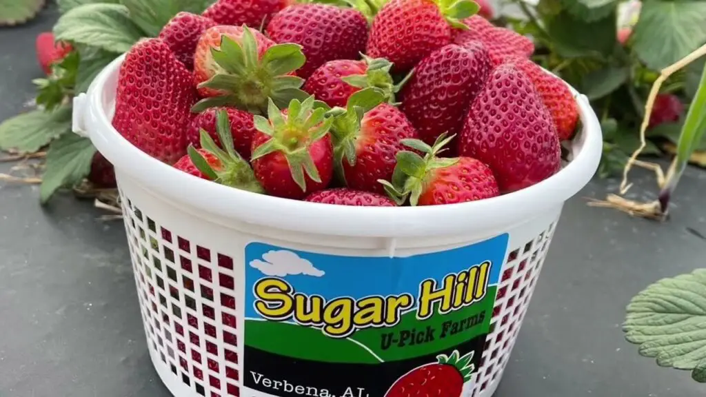 Sugar Hill U-Pick Farms