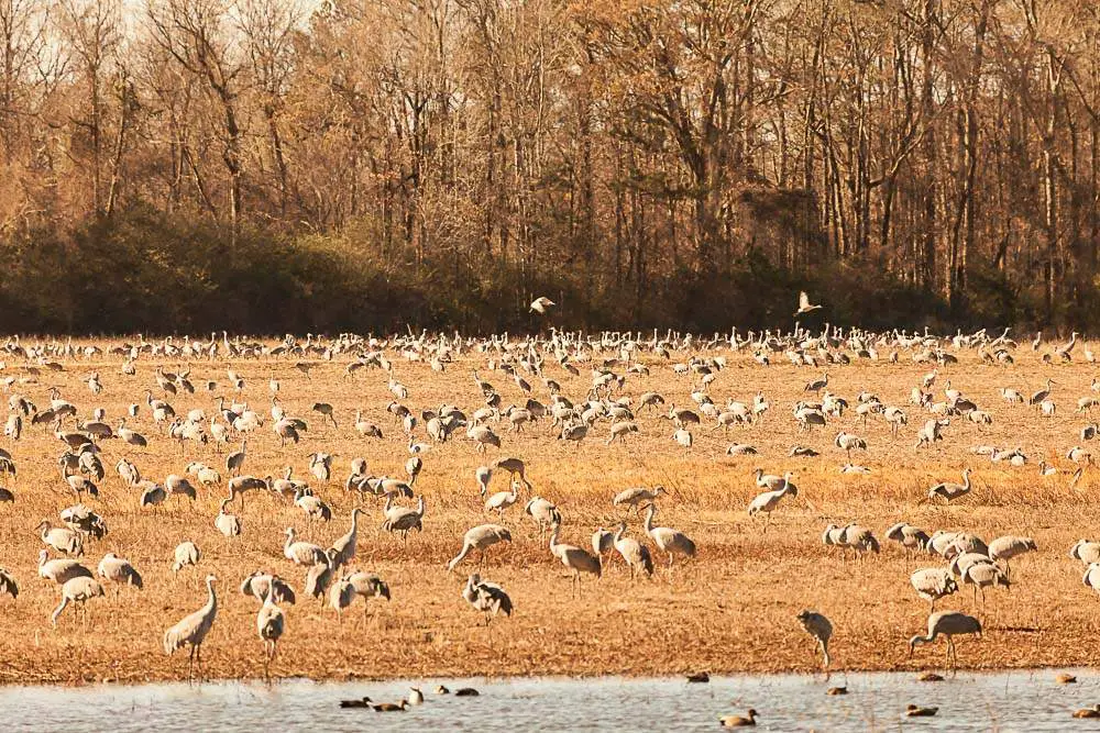 Wheeler Wildlife Refuge