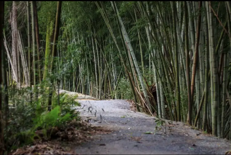 Wilderness Park Bamboo Forest