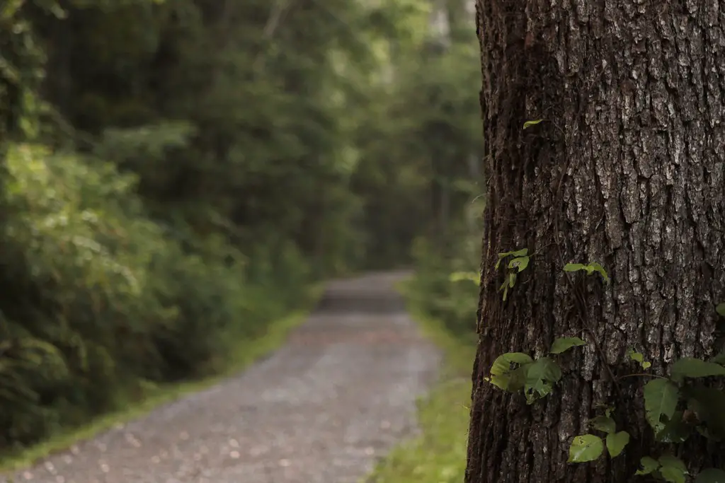 Black Creek Trails