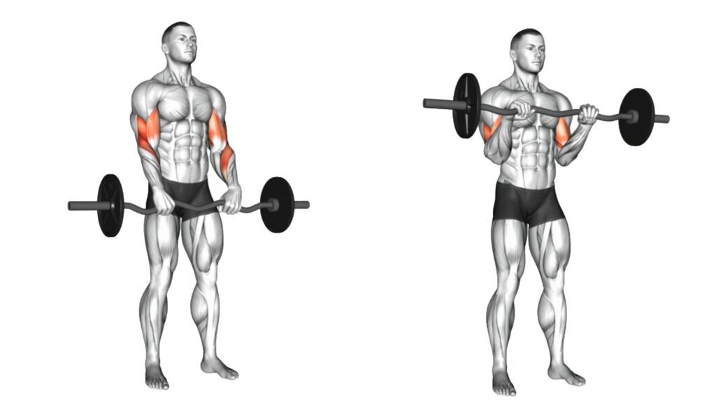 Reverse Barbell Preacher Curls