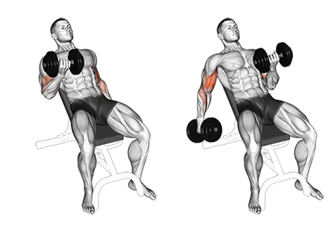 Alternating Incline Dumbbell Biceps Curl