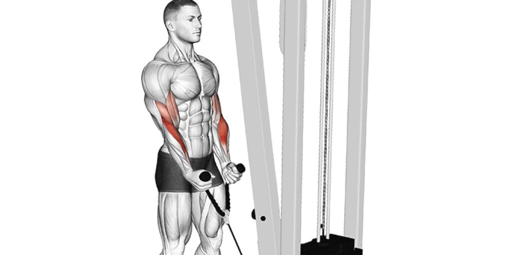 Cable Rope Hammer Curl