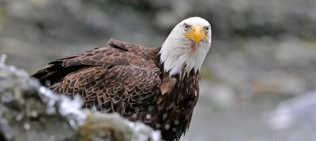 Chilkat Bald Eagle Preserve