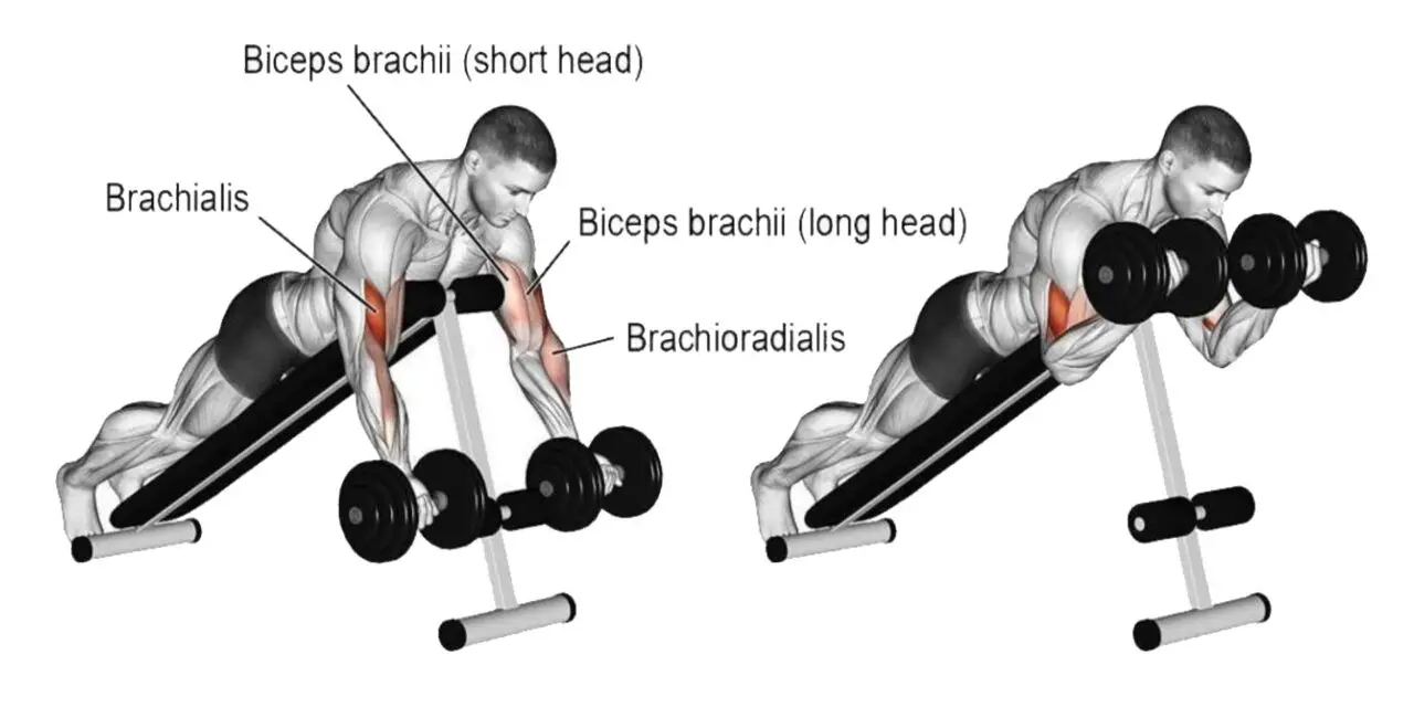 Face-down Incline Dumbbell Biceps Curl