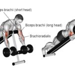 Face-down Incline Dumbbell Biceps Curl