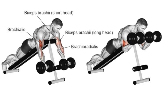 Face-down Incline Dumbbell Biceps Curl