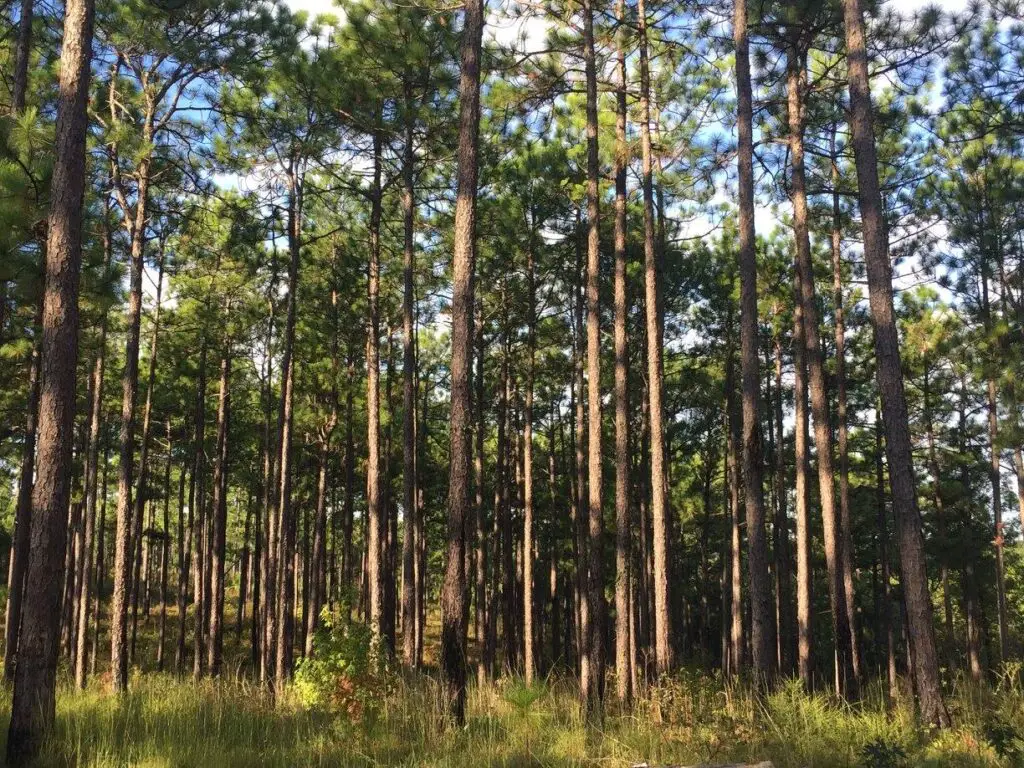 Tuskegee National Forest