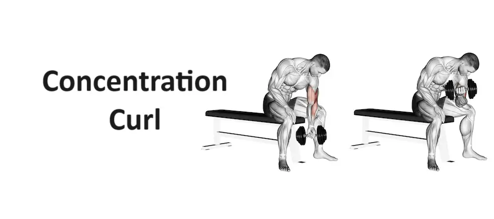 Concentration Curl: Technique, Benefits, Variations, and More Explained