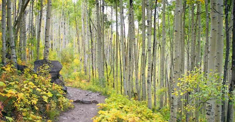 Power Creek Trail