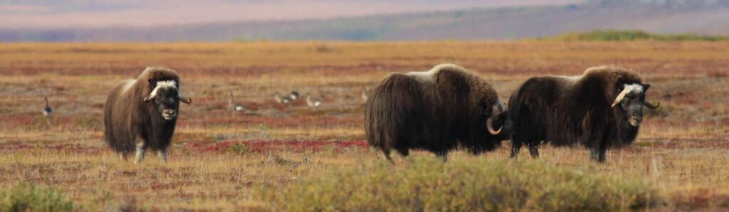 Cape Krusenstern National Monument