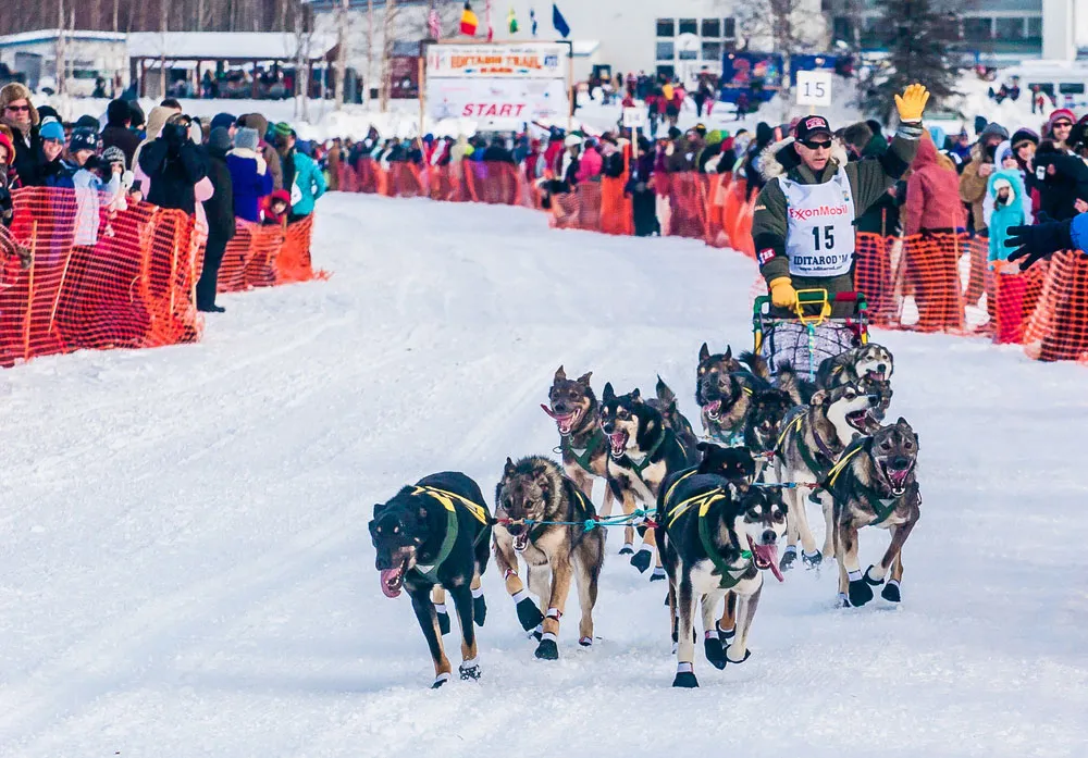 The Iditarod Trail Sled Dog Race Nome Alaska