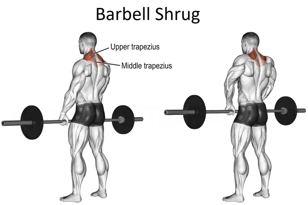 Barbell Shrug