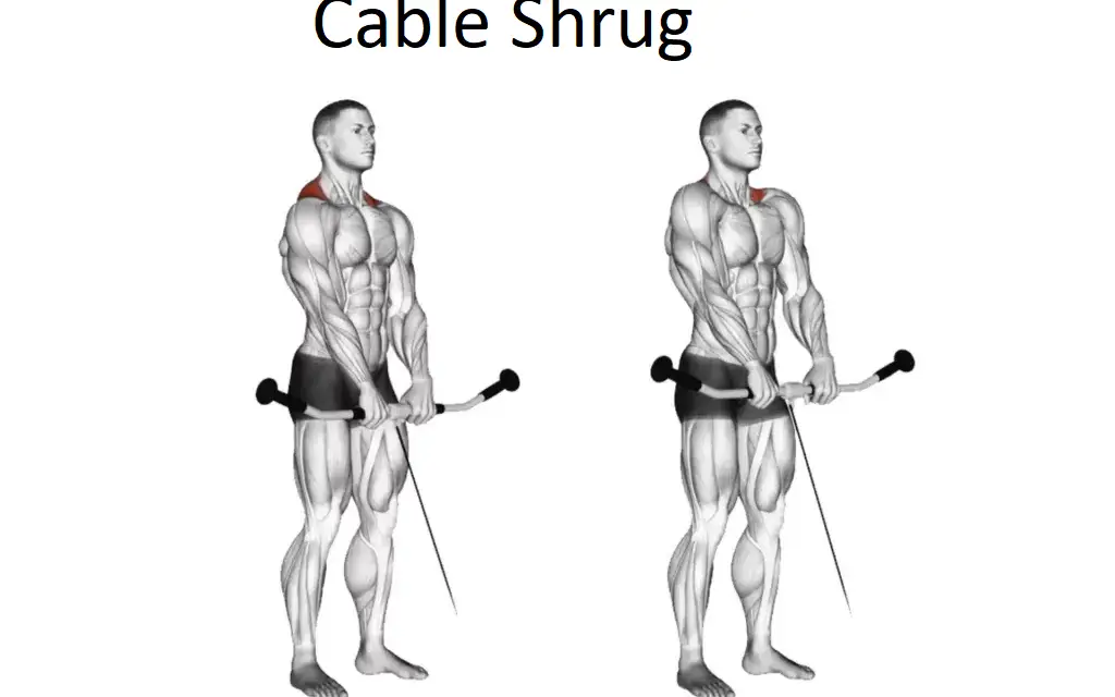 Cable Shrug