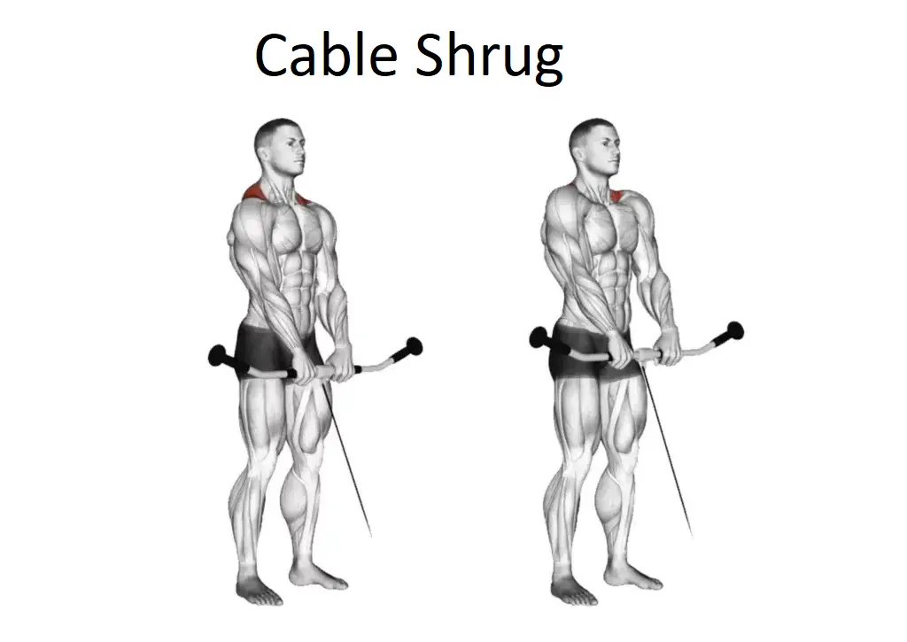 Cable Shrug
