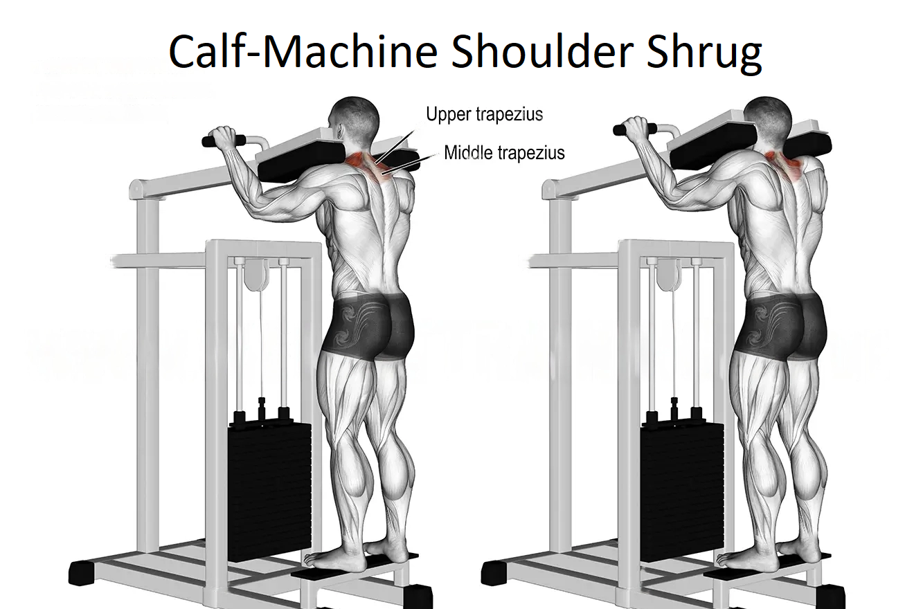 Calf-Machine Shoulder Shrug
