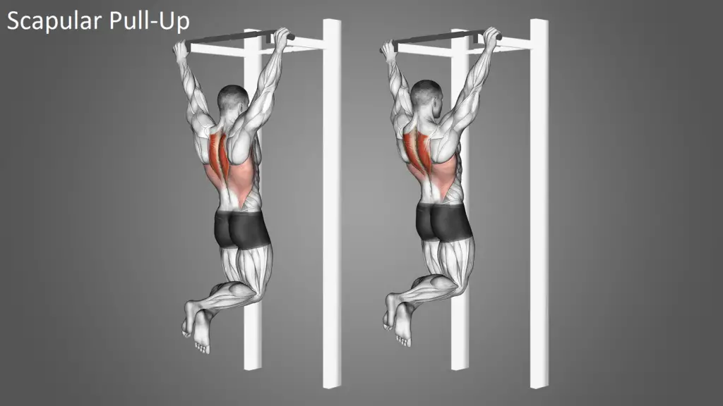Scapular Pull-Up