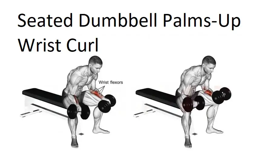 Seated Dumbbell Palms-Up Wrist Curl
