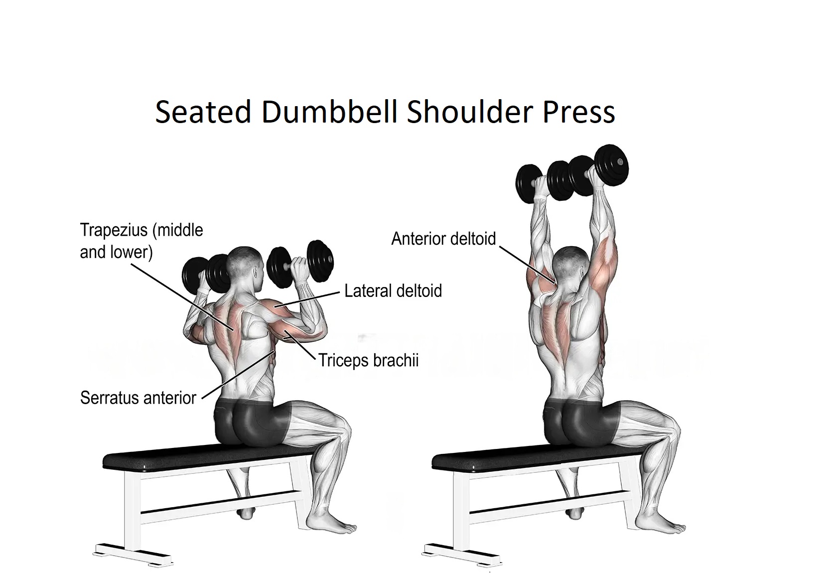 Seated Dumbbell Shoulder Press - Save Dollar