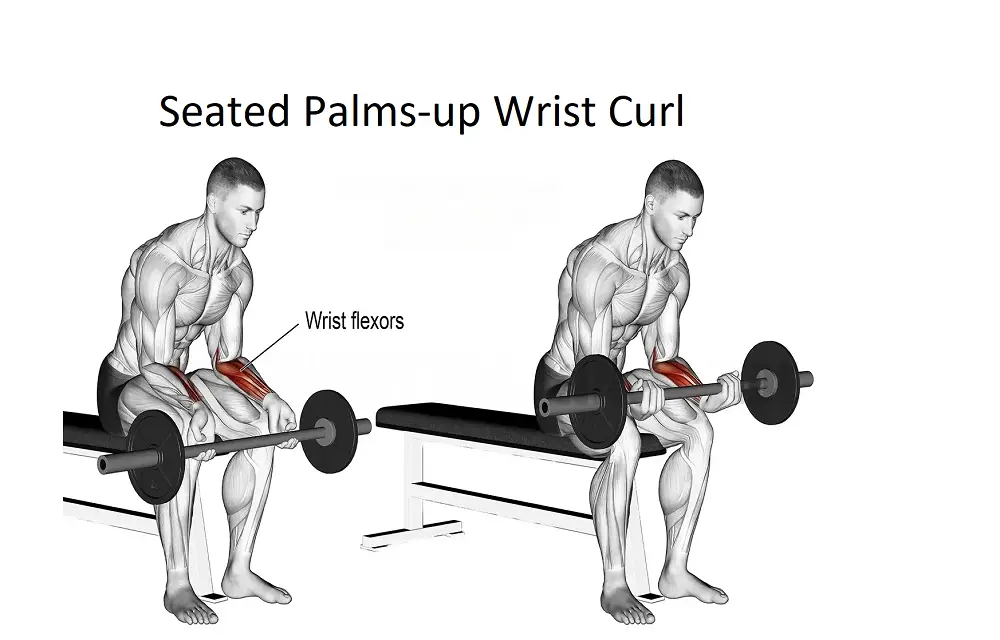 Seated Palms-up Wrist Curl