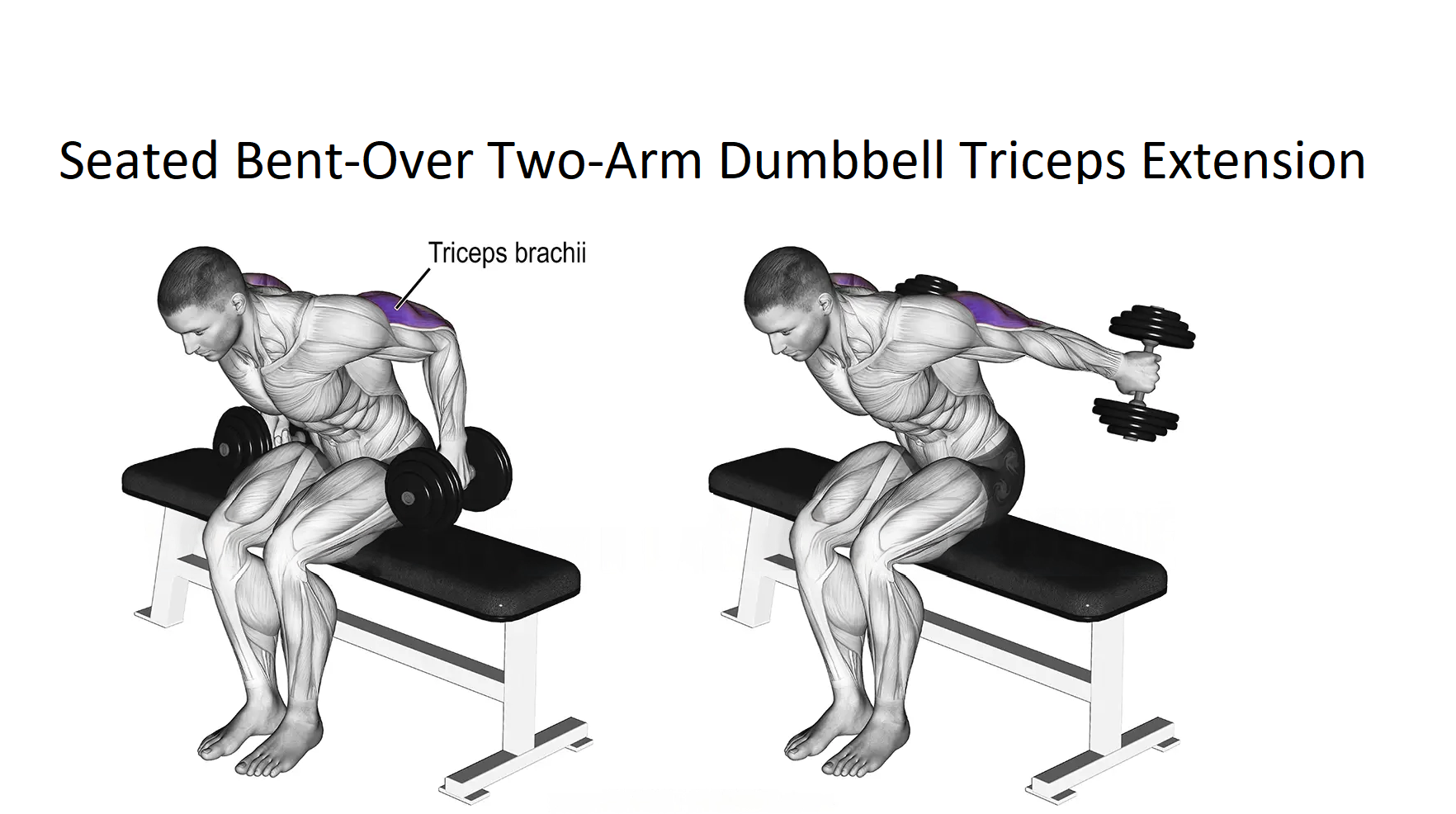 Seated Bent-Over Two-Arm Dumbbell Triceps Extension