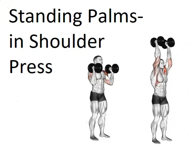Standing Palms-in Shoulder Press