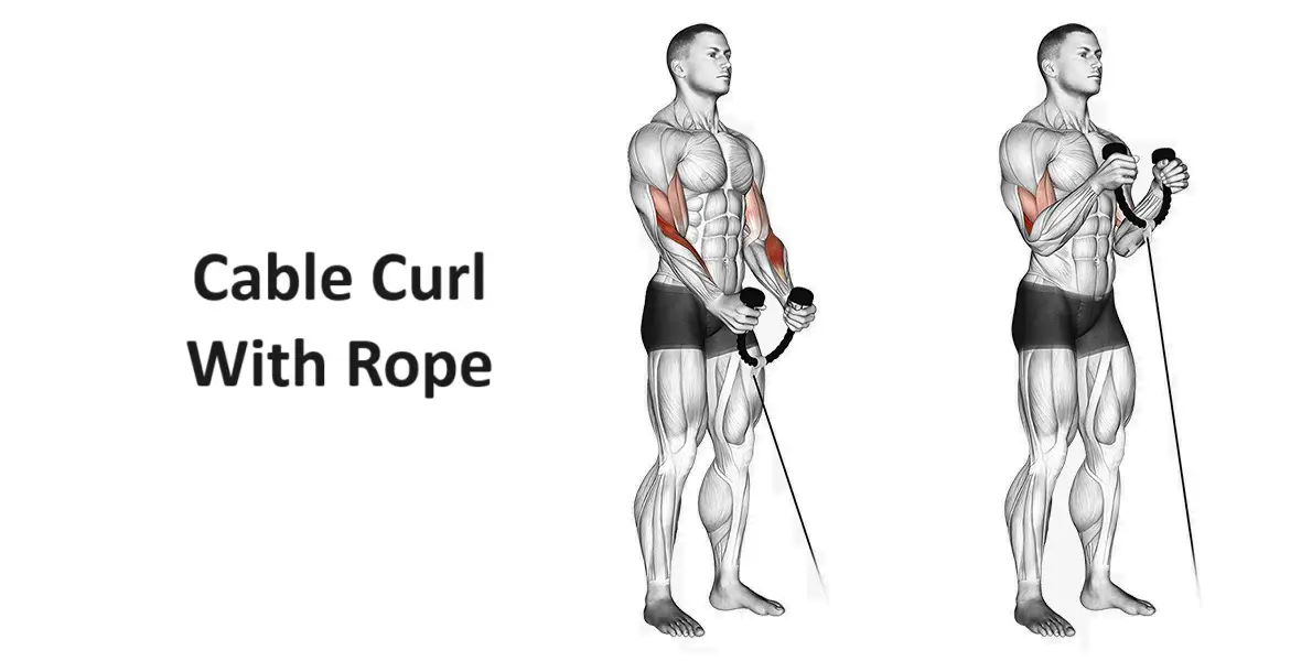 Cable Curl With Rope