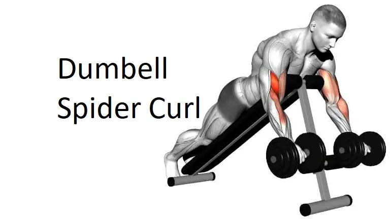 Dumbbell Spider Curl