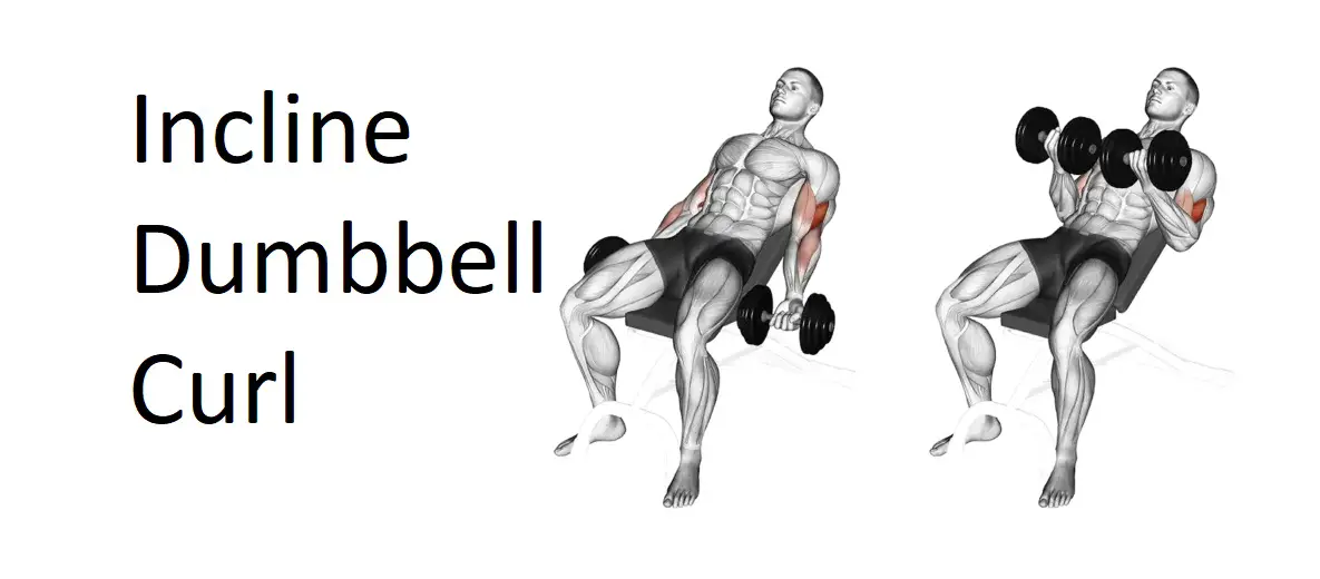 Incline Dumbbell Curl: Technique, Benefits, Variations, and More Explained