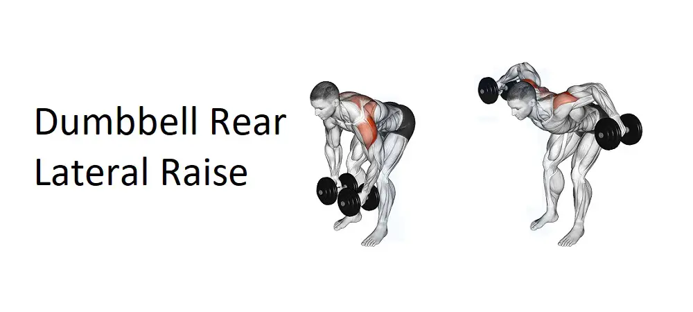 Dumbbell Rear Lateral Raise